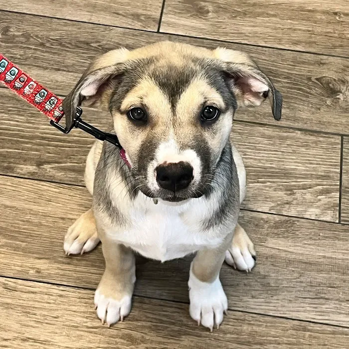 Quivira Crossing Veterinary Clinic Picture 7