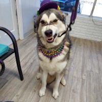 Martin City Animal Hospital ico