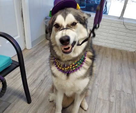 Martin City Animal Hospital