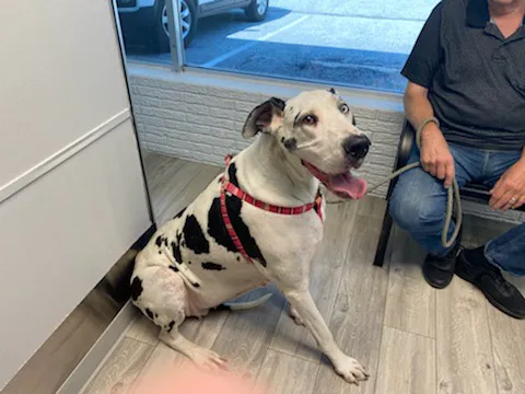 Martin City Animal Hospital Picture 5