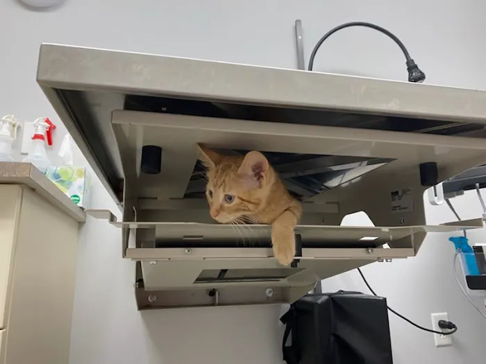 Martin City Animal Hospital Picture 4