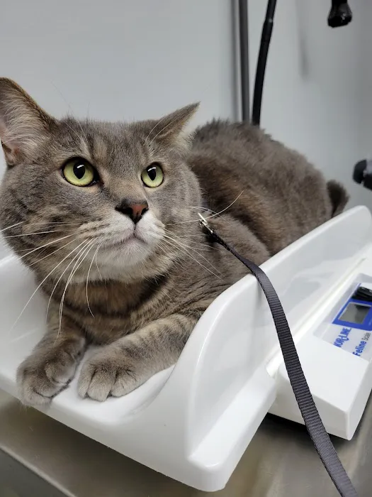 Martin City Animal Hospital Picture 3