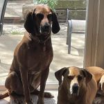 Leawood Plaza Animal Hospital NOW MERGED WITH JOHNSON COUNTY ANIMAL CLINIC