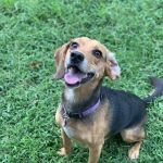 Family Pet Medical Clinic