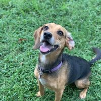 Family Pet Medical Clinic ico