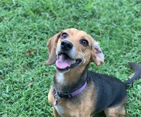 Family Pet Medical Clinic