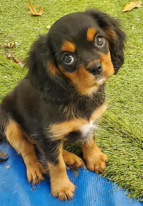 Leawood Animal Hospital Picture 2