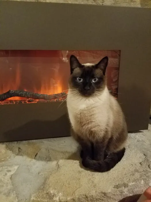 Leawood Animal Hospital Picture 5