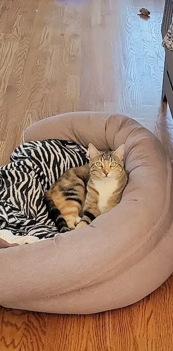 Leawood Animal Hospital Picture 3