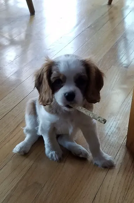 Leawood Animal Hospital Picture 4