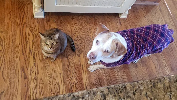 Leawood Animal Hospital Picture 6