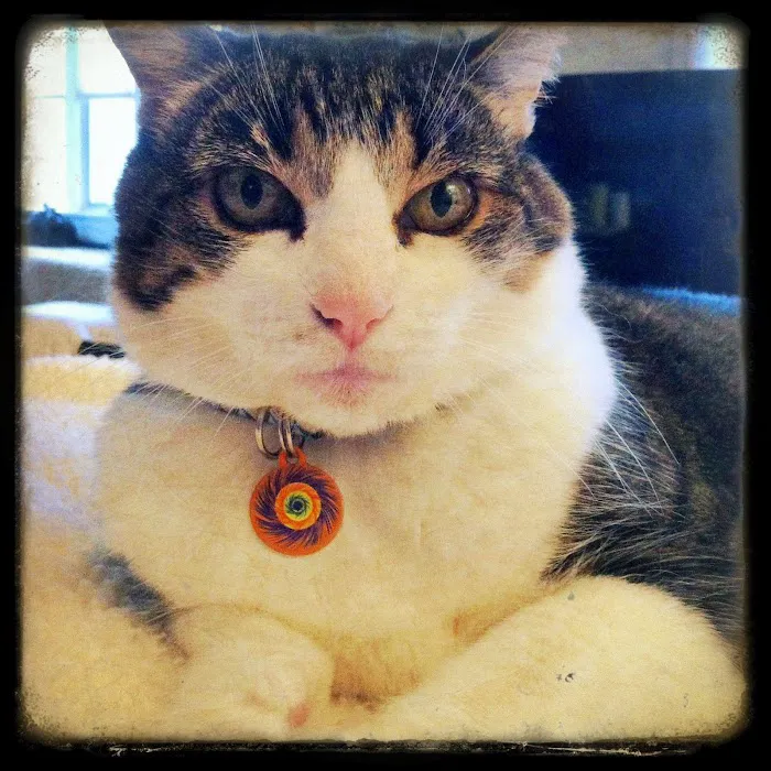 Leawood Animal Hospital Picture 8