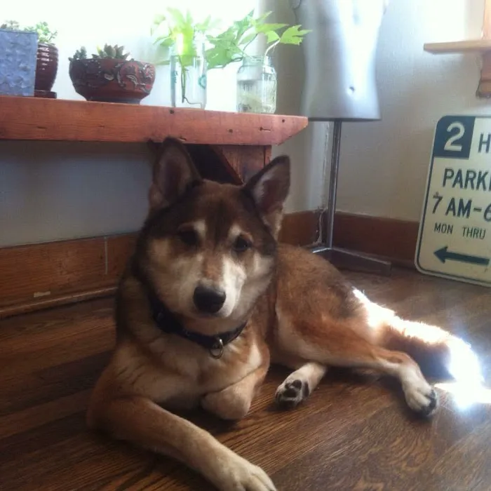 Leawood Animal Hospital Picture 10