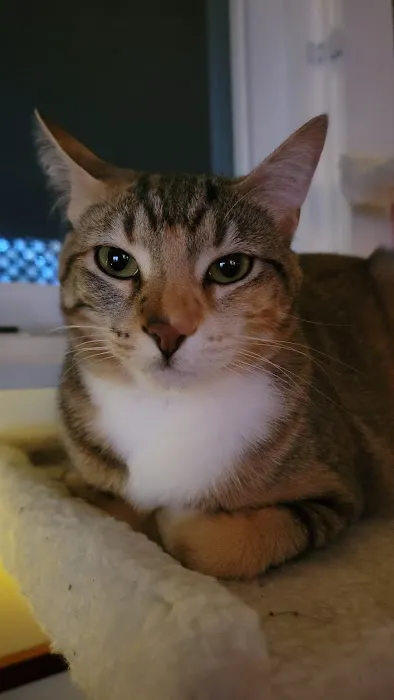 Leawood Animal Hospital Picture 7