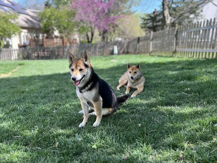Leawood Animal Hospital Picture 9
