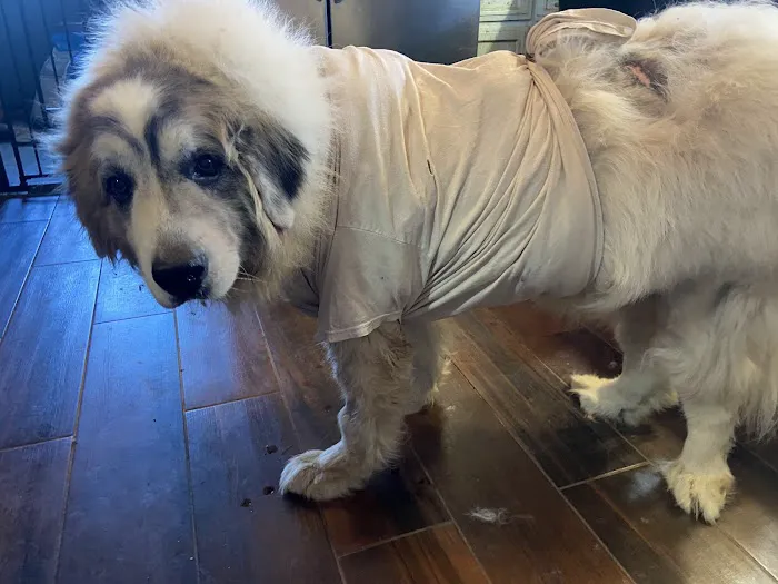 South Kansas City Mobile Veterinary Clinic Picture 4