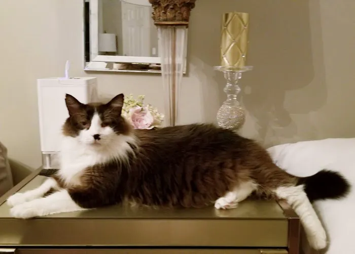 South Kansas City Mobile Veterinary Clinic Picture 1