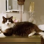 South Kansas City Mobile Veterinary Clinic