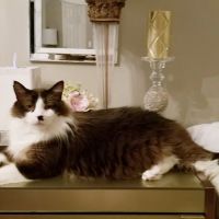 South Kansas City Mobile Veterinary Clinic ico