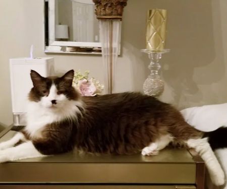 South Kansas City Mobile Veterinary Clinic