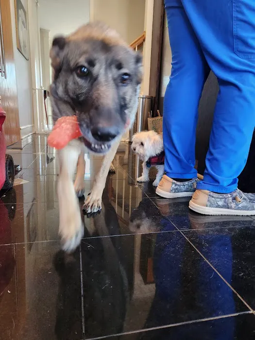 South Kansas City Mobile Veterinary Clinic Picture 7