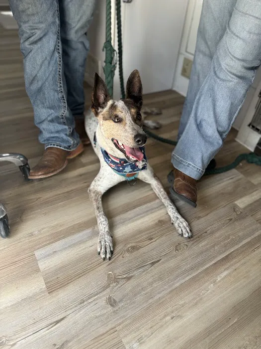 South Kansas City Mobile Veterinary Clinic Picture 8