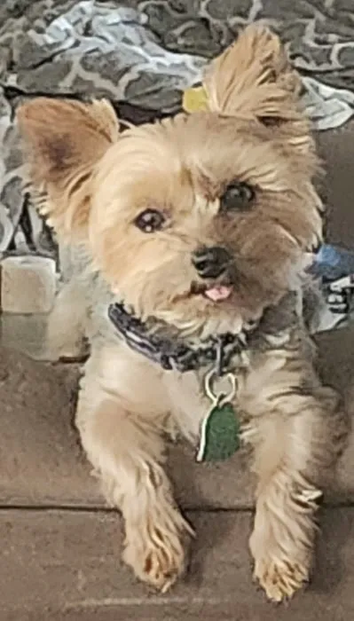 Pet Vet Animal Hospital Picture 2