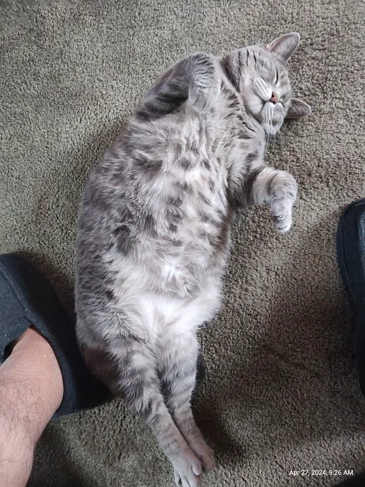 Pet Vet Animal Hospital Picture 7