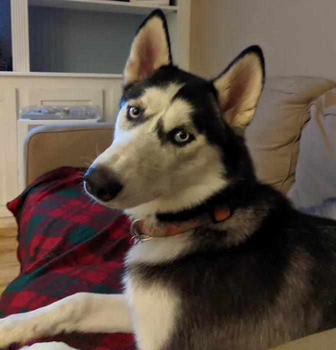 Pet Vet Animal Hospital Picture 5