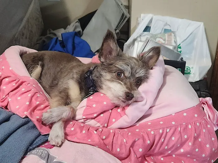 Pet Vet Animal Hospital Picture 3