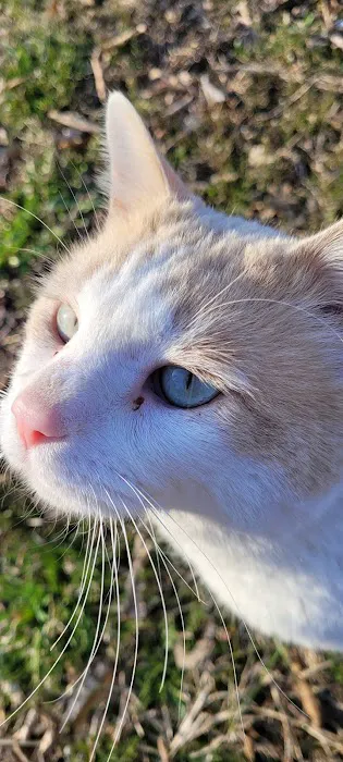 Pet Vet Animal Hospital Picture 6