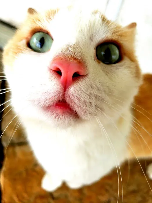 Pet Vet Animal Hospital Picture 4