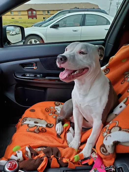 Pet Vet Animal Hospital Picture 10