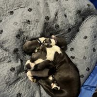 Freeman Animal Clinic ico