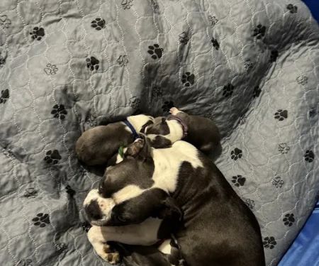 Freeman Animal Clinic