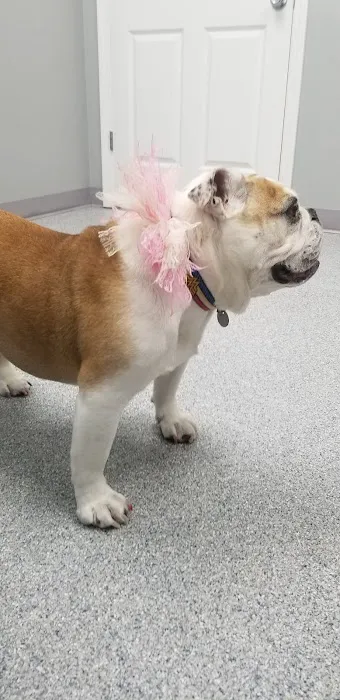 Harrisonville Animal Clinic Picture 1