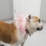 Harrisonville Animal Clinic