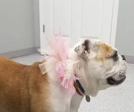 Harrisonville Animal Clinic