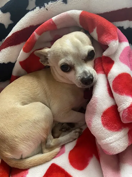 Harrisonville Animal Clinic Picture 3