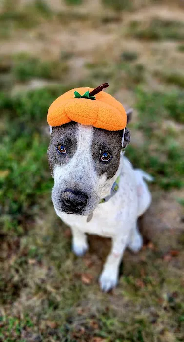 Harrisonville Animal Clinic Picture 7