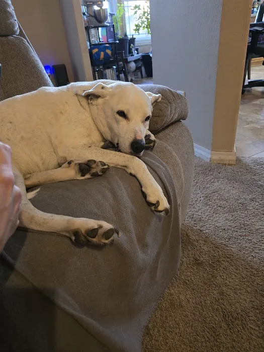 Harrisonville Animal Clinic Picture 6