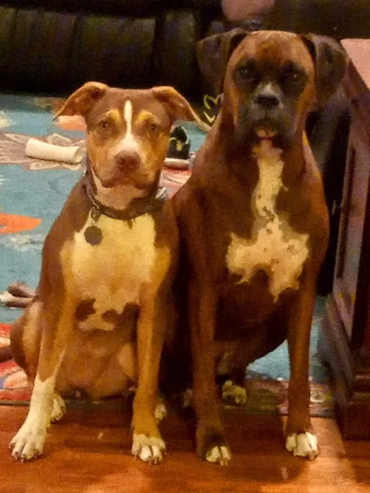 Harrisonville Animal Clinic Picture 10