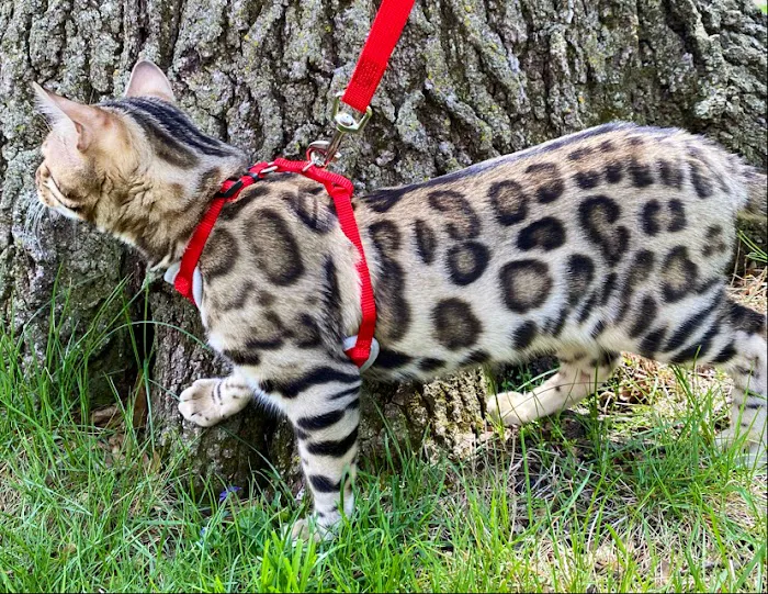 Silverlilly’s Bengals Picture 2