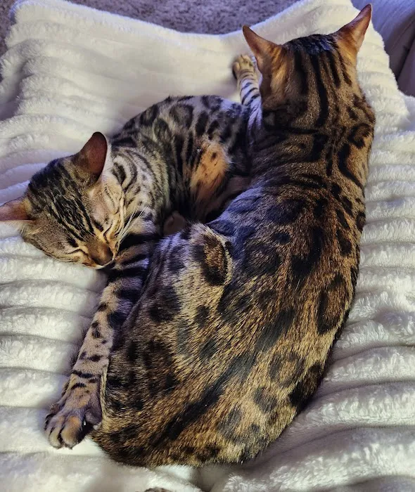 Silverlilly’s Bengals Picture 1