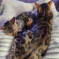 Silverlilly’s Bengals ico