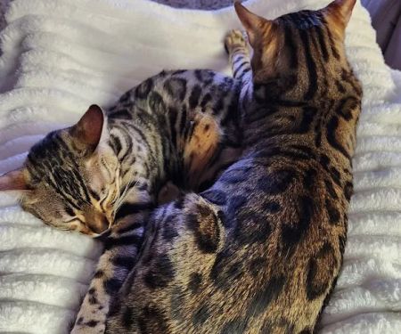 Silverlillyu2019s Bengals