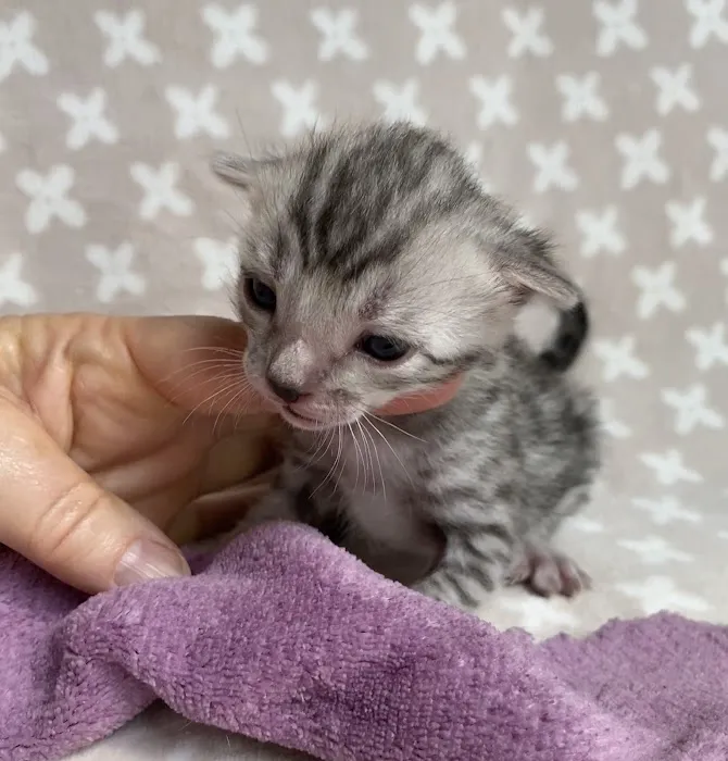 Silverlilly’s Bengals Picture 4