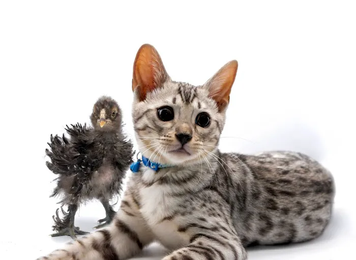 Silverlilly’s Bengals Picture 3