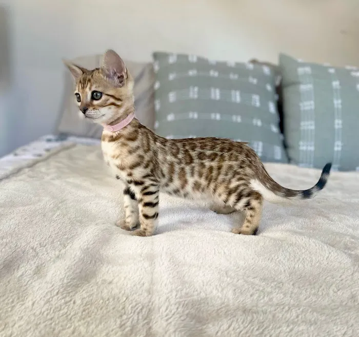 Silverlilly’s Bengals Picture 5