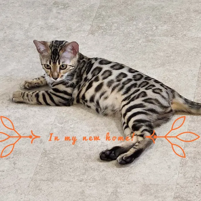 Silverlilly’s Bengals Picture 6